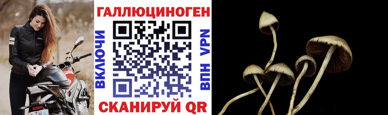 kraken как зайти Киров Псилоцибиновые грибы Psilocybe где купить наркотик